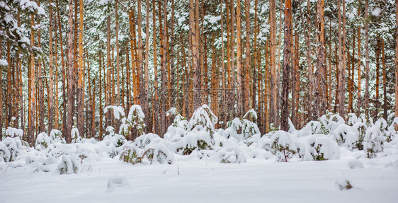 冬天森林中的早晨被雪覆盖的松树森林中冬季全景森林中的冬季全景树木天气图片