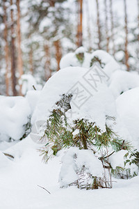 天气降雪森林中的早晨被雪覆盖的松树森林中冬季全景森林中的冬季全景寒冷图片