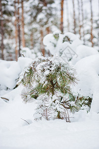 公园云杉冷森林中的早晨被雪覆盖的松树森林中冬季全景图片