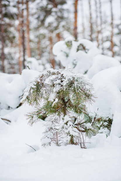 公园云杉冷森林中的早晨被雪覆盖的松树森林中冬季全景图片