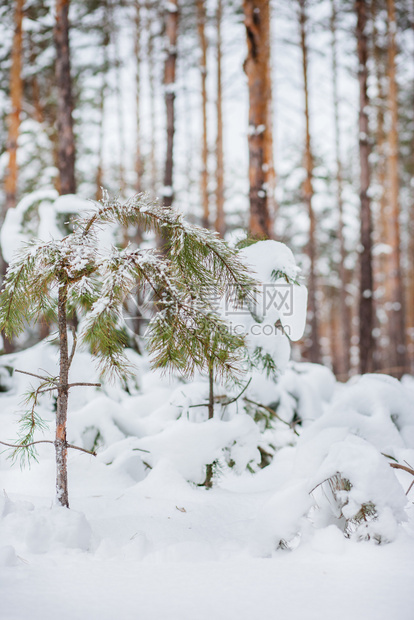 森林中的早晨被雪覆盖的松树森林中冬季全景森林中的冬季全景冷冻下雪的树叶图片