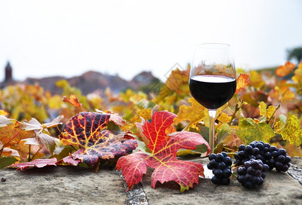 秋季的葡萄园和葡萄酒图片