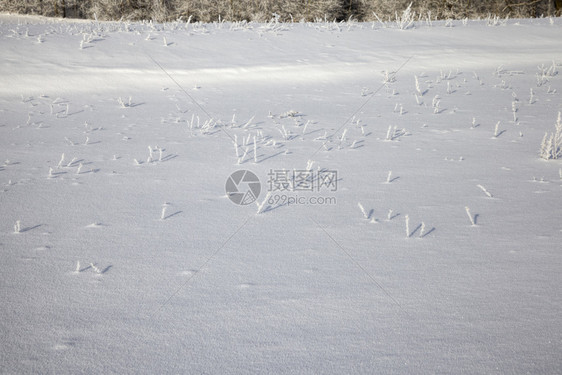 冷若冰霜苍白在田野冬季生长的少量草地清晨阳光明日天气冬季生长的新鲜空气草地覆盖着积雪和冻的冰新鲜图片