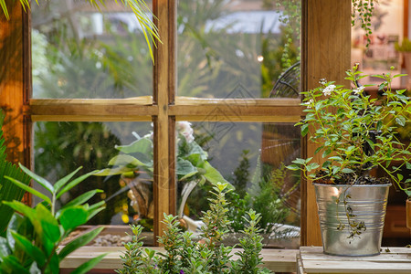 墙绿色植物和树花园里有古老的木窗户生态活和锈舒适的家庭装饰外部夏天图片