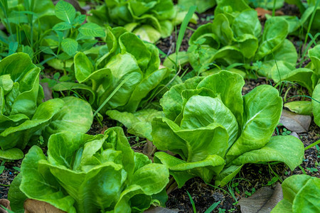 种植土壤的油头生菜或沙拉蔬园促进农业耕作绿树户外场地吃图片