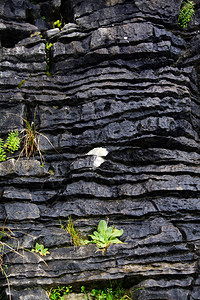 坚硬的岩壁为充满活力的植物提供栖息地在石头上表现出强烈的意志堆叠塔岩石图片
