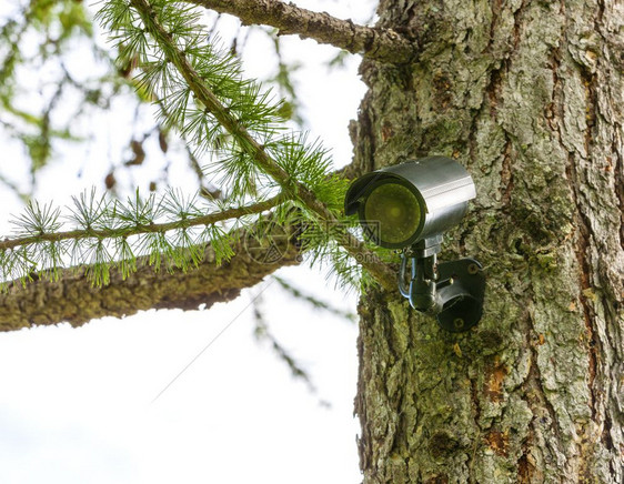 树上的监控摄像头森林中的隐藏摄像头森林安全隐藏摄像头控制央视镜片图片