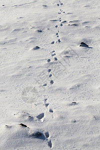 十二月明亮的痕迹雪地表面动物足迹冬季覆盖农耕田寒冷的阳光明日天气冬季的踪迹图片