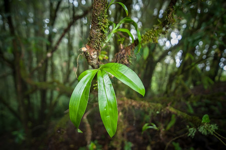 藤本植物户外在热带雨林中生长的深草热带雨林中的野生兰花泰国图片
