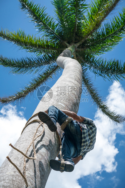 旅行成年男用绳索攀爬高椰子树以获得可坚果在加勒比收获和农民工作森林绿色图片