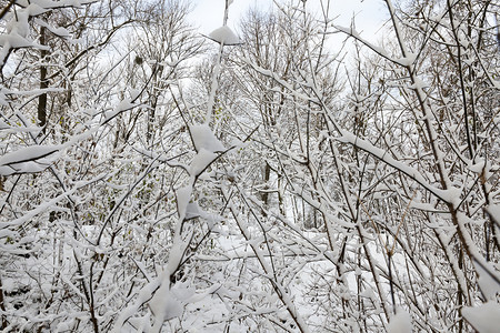 天气枝条分支机构在公园里生长的树上画像紧靠在天雪覆盖的树上近距离接天空雪覆盖的树上图片