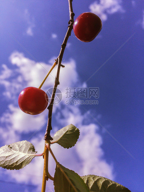 春天自然一种红樱桃莓在蓝色的树枝天上白云满发红樱桃橘子蓝天空背景图片