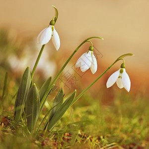 春天的花朵雪莲在日落时草丛中美丽绽放石蒜科雪花莲草地园森林图片