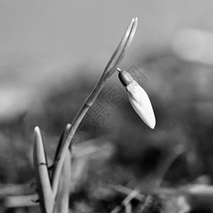 自然植物春天的花朵雪莲在日落时草丛中美丽绽放石蒜科雪花莲白色的图片