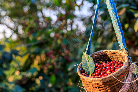 咖啡豆种植园收获满满的篮子图片
