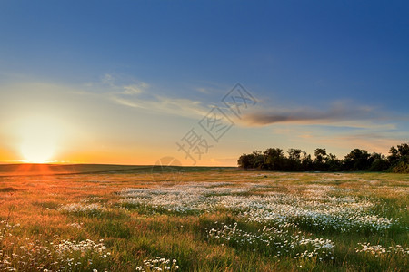 美丽的雏菊场地日落在一片菊花的田地上全景色太阳沙落在一片菊花的田地上图片