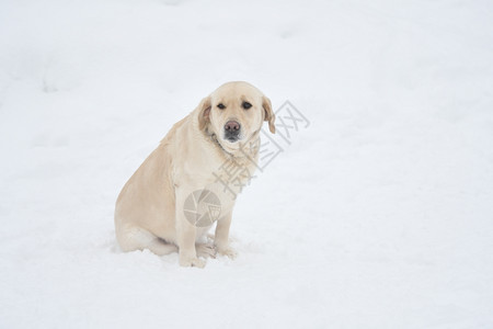 坐着的冬天乐趣狗品种拉布多犬在冬季散步时休息图片