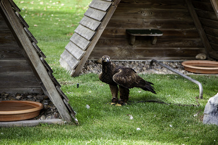 猎物保护鹰危险鸟的详细节户外眼睛图片