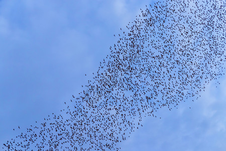 公园一只蝙蝠群飞来吃晚夜的黄昏天空食物云夏天图片