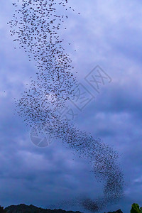 食虫动物蓝色的一只蝙蝠群飞来吃晚夜的黄昏天空食物抽象图片