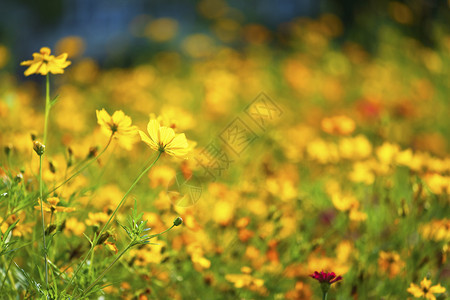金黄色的小花图片