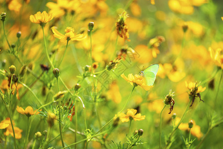 黄硫磺在大自然的花园里传朵晴天阳光丰富多彩的图片