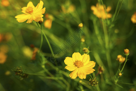 农村黄硫磺在大自然的花园里传朵植物群绿色图片