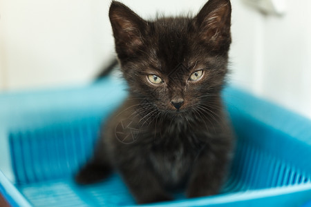 浪费乱一种黑猫在厕所里尿黑猫在厕所里做便图片