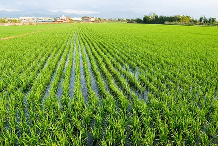 农村绿田亚洲稻风景叶子图片