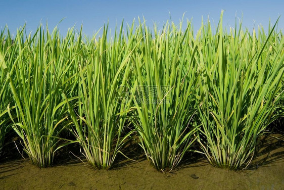 湿的农业景观绿田亚洲稻图片