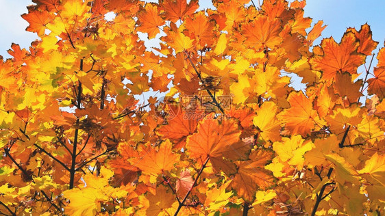 公园树上的秋叶图片