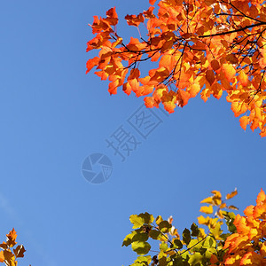 阳光下的秋季树木图片