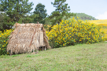 小路木制的天在草坪上小屋山边有黄色的花朵图片
