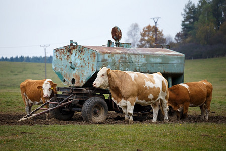 小牛农田牧草和储水罐中的牛群农场图片