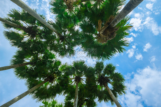 夏天沙滩上的棕榈树和天空图片