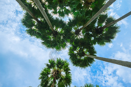 夏天沙滩上的棕榈树和天空图片