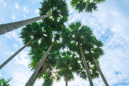 夏天沙滩上的棕榈树和天空图片