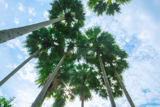 夏天沙滩上的棕榈树和天空图片