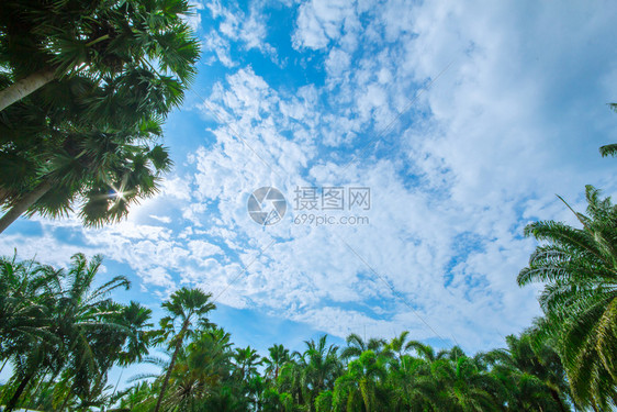 夏天沙滩上的棕榈树和天空图片