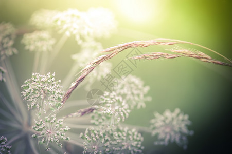 花束春天以古代风格水彩色画效果和模糊度为背景的花形植物摘要背景以及水彩画效果和模糊度复制空间背景图片