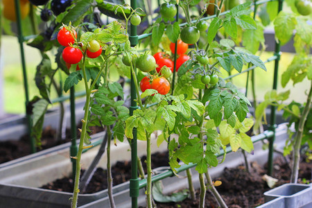 容器蔬菜园艺露台上的菜园红色橙黄黑的西红柿在容器中生长红色黑的西柿在容器中生长食物叶子用图片