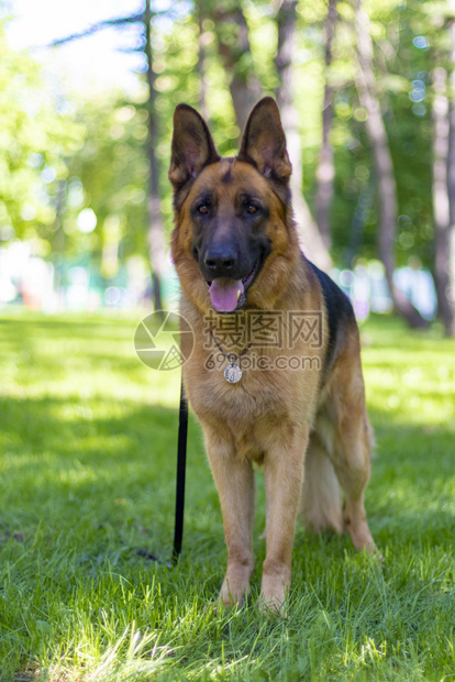 夏天布朗德国牧羊犬的肖像站在野外公园绿草美貌伴人和守护动物美丽人狗的棕色德国牧可爱玩耍成年狗的肖像上布朗德国牧狗的画像伴侣黑色图片