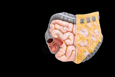 生物学以黑色背景隔离的人类肠型模教育直图片