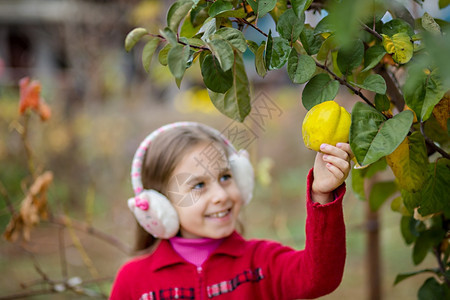 在花园收割可爱女孩从树篮上摘水果从我花园里取出家产的五美分可爱女孩从树上摘下果实维他命收获有机的图片