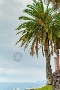 蓝色阳光明媚的天空背景下悬崖上美丽的绿色棕榈树西班牙特内里费岛拉克鲁斯港美丽的绿色棕榈树在蓝阳光明媚的天空背景下悬崖上的美丽绿色图片