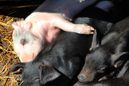 跑猪睡在农场的院子里吃着阳光中的粉红小猪缸睡着日光中烤面包圈睡着滑稽的猪年轻婴儿小猪躺在院子里晒着太阳中的粉红小猪缸和睡图片