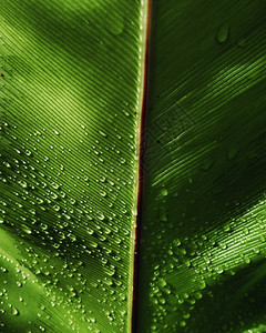 滴植物群含有露水的树叶热带自然背景含露水的树叶自然背景新鲜的图片