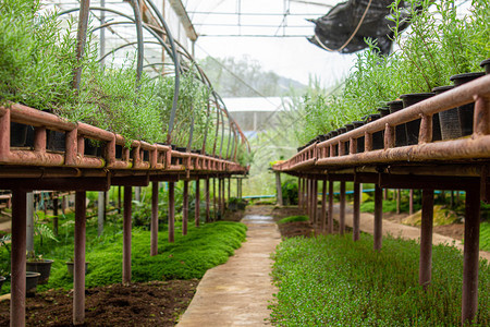 花盆健康农田在温室塑料锅中种植供或出售的年轻物以用于种或销售图片