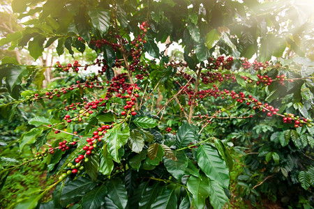 南老挝帕克塞州博拉文高原日出咖啡种植园新鲜和红成熟的咖啡莓绿色罗布斯塔人们图片