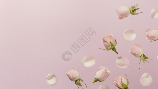 绽放浪漫平板粉红春玫瑰高清晰度相片公寓粉红色春玫瑰高品质照片春天图片